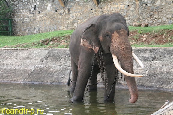 слоновий питомник на Шри-Ланке